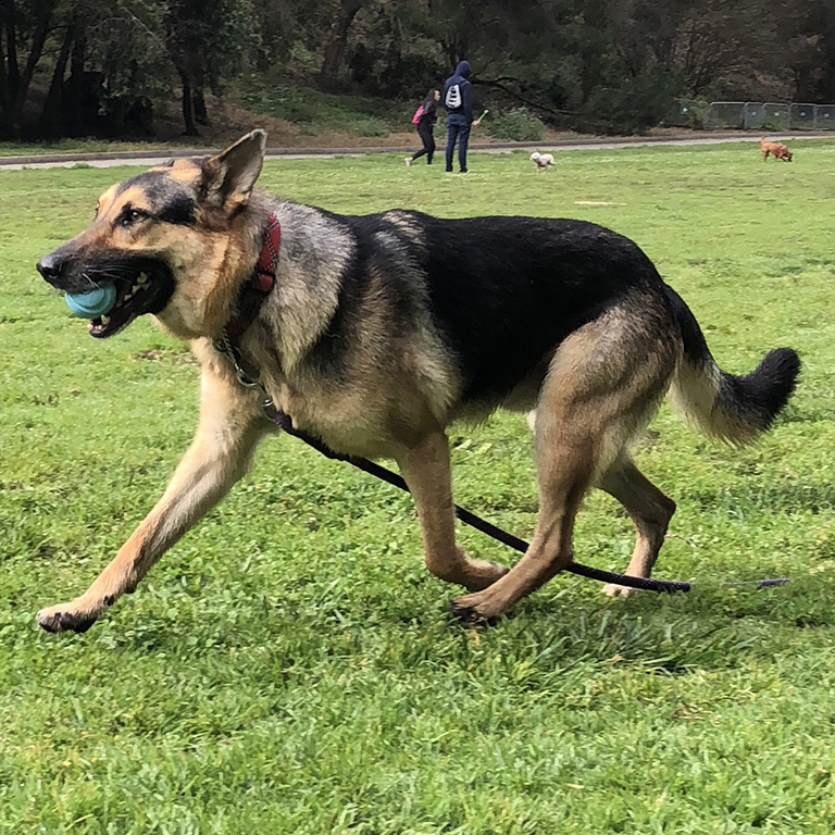 Caesar (Bond)